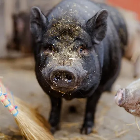 Pferdewiese Appartamento *